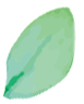 leaf6